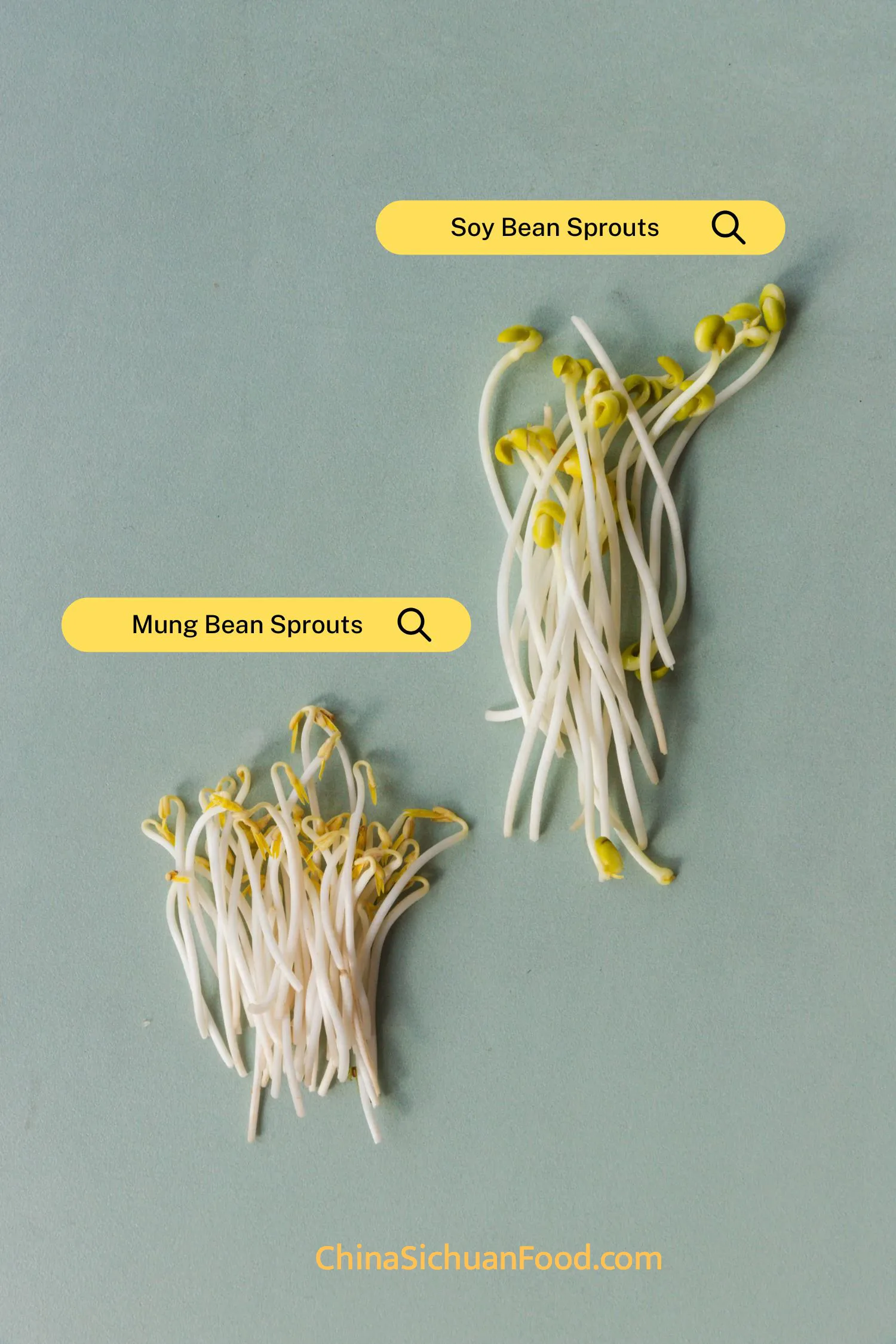 different types of bean sprouts